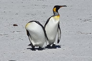 Falkland Islands Tax Training