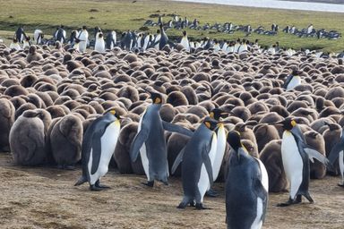 Falkland Island Payroll Taxes